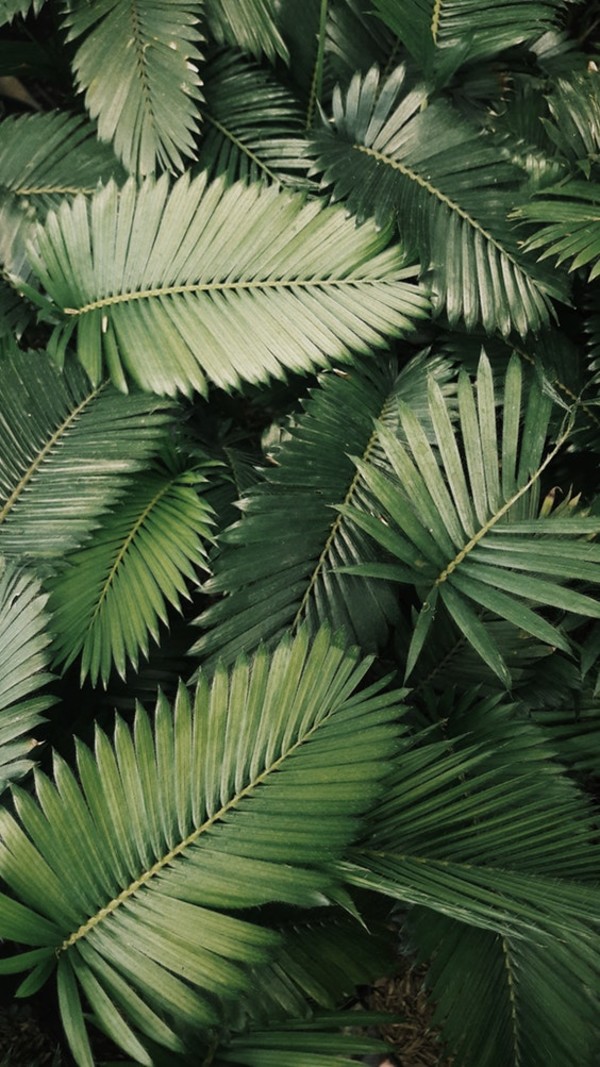 Kerstboom weg? Vul deze lege plek in met planten!